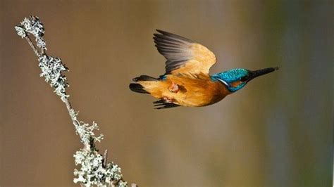 kingfisher chicks hatch  slimbridge  gloucestershire bbc news