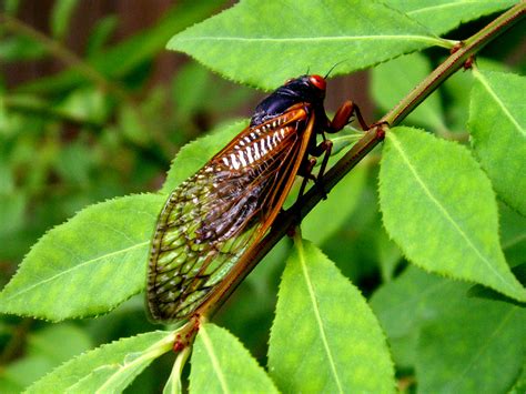 cicada scrapbook