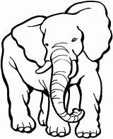 Elephant Coloring Pages African Animals Elephants Wildlife Paper sketch template