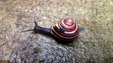 The Amazing Slow Life Of A Snail Travels Of The Garden