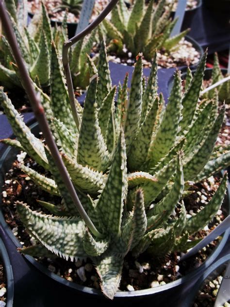 10 Seeds Aloe Cultivar White Lightning Exotic Hybrid Rare Color Succulent