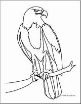 Eagle Coloring Bald Colouring Pages Feather Feathers Bir sketch template