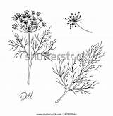 Dill sketch template