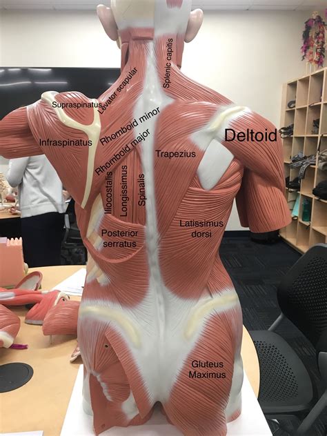 muscles  torso labeled small muscle man labeled hum vrogueco