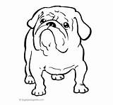 Bulldog Georgia Coloring English Pages sketch template