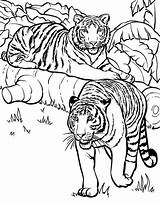 Mewarnai Harimau Bengal Tigres Cub Zoology Colornimbus Designlooter Getcolorings sketch template
