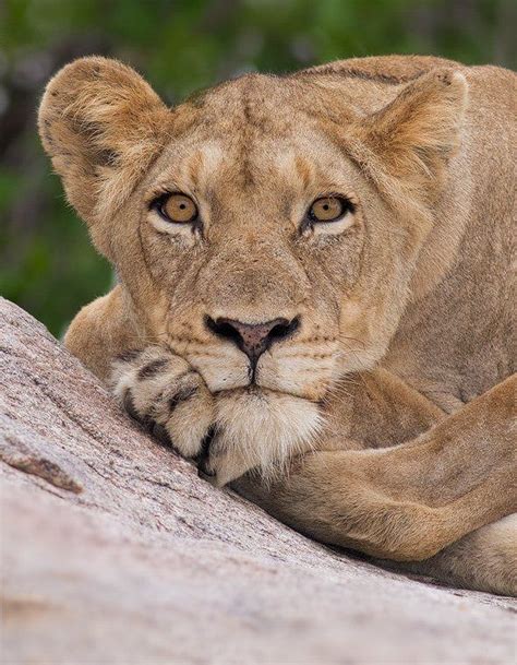 lioness stare portrait