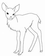 Deer Coloring Pages Printable Baby Kids Line Whitetail Color Drawing Buck Doe Female Outline Tailed Print Animal Getdrawings Getcolorings Animals sketch template