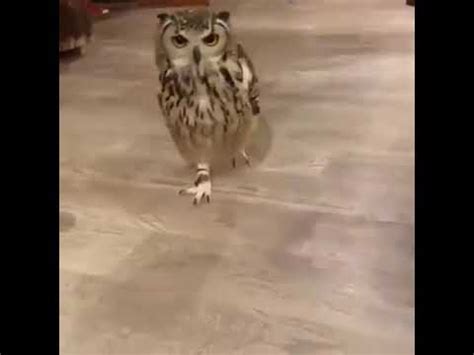 owl running   hoot youtube