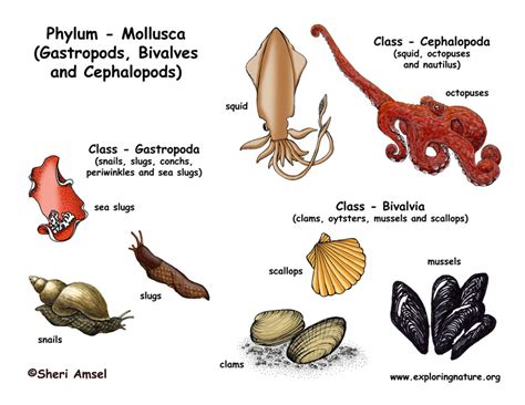 phylum mollusca gastropods bivalves cephalopods
