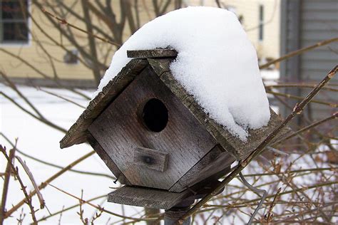 safe  easy shelter  winter birds