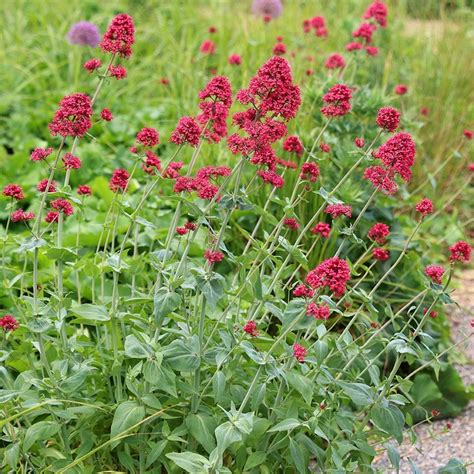 buy red valerian centranthus ruber  delivery  crocus