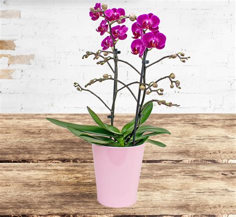 phalaenopsis orchids  flowers