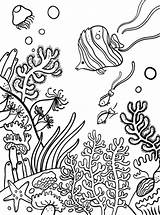 Korallenriff Koraal Rif Malvorlage Ausmalbild Stimmen sketch template