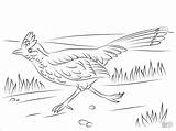 Roadrunner Correcaminos Dibujo Velocidad Coloringbay Desert Animal Looney Tunes Greater sketch template
