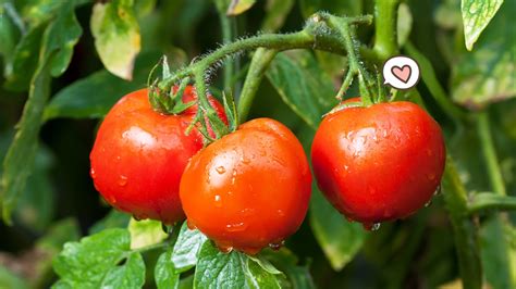 menanam tomat  pot mudah tidak perlu halaman  luas