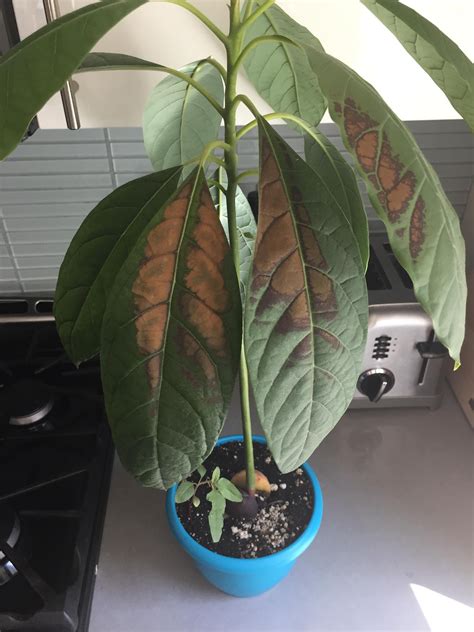 Does anyone know why the leaves of my avocado plant are