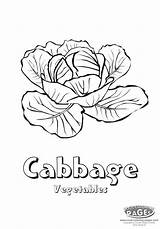 Cabbage Coloring Getdrawings Getcolorings sketch template