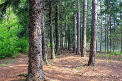 common types  pine trees  pennsylvania progardentips