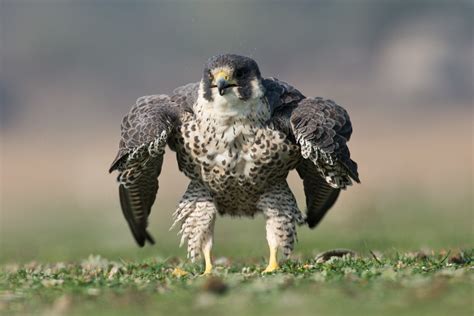 photographer snaps rare image  peregrine falcon puffing    incredible hulk