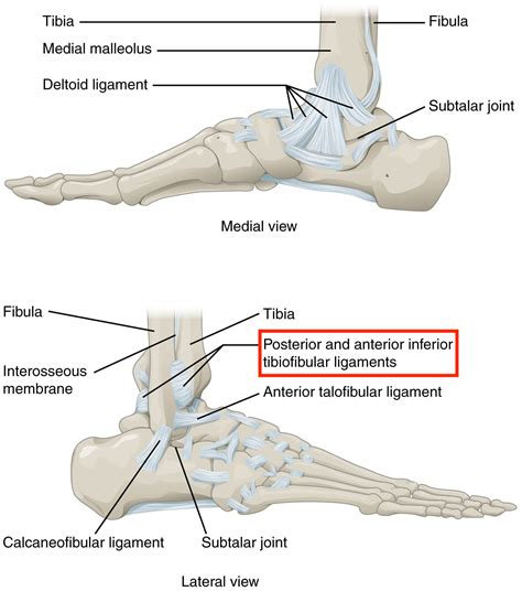 high ankle sprain musculoskeletal physiotherapy australia