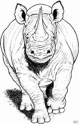 Rinoceronte Negro Nashorn Supercoloring Rhinoceros Vinyl Spitzmaulnashorn Tiere Designlooter Rinocerontes Dá Utilizar Sketchbook Edin sketch template