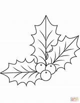Holly Coloring Pages Mistletoe Drawing Christmas Xmas Berry Simple Printable Template Color Leaf Berries Sheets Printables Print Dot sketch template