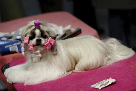 20 cool facts you didn t know about the shih tzu