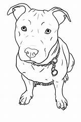 Pitbull Coloring Pages Dog Bull Pit Printable Puppy Drawings sketch template
