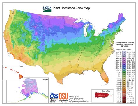 usda plant hardiness zone map growing  home garden