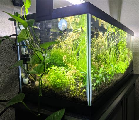 pothos plants add natural filtration   aquarium odin aquatics