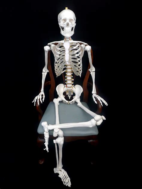 cm tall life size human anatomical skeleton model skeleton models