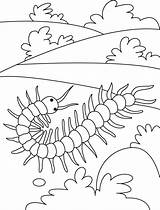 Coloring Centipede Pages Animal Field Kids Round Colouring Insect Centipedes Insects Sheets Choose Board Preschool Results sketch template