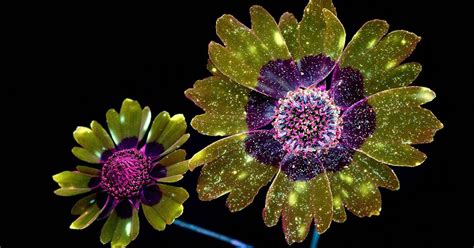 fluorescent flowers captured using uv light by craig burrows