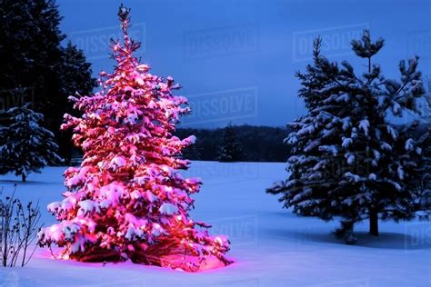 illuminated outdoor christmas tree stock photo dissolve
