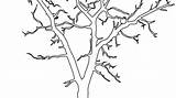 Tree Dead Coloring Drawing Outline Plant Getcolorings Printable Getdrawings sketch template