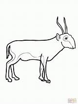 Antelope Saiga Coloring Mammals Antelopes sketch template