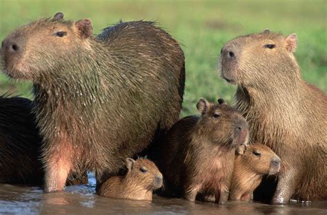 8 surprising facts about capybaras