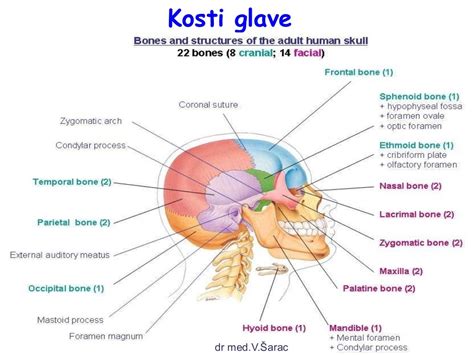 kosti glave