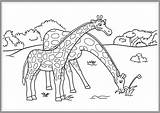 Jerapah Hewan Sketsa Mewarnai Sindunesia Rumput Hitam Menggambar Padang Kuda Laut sketch template