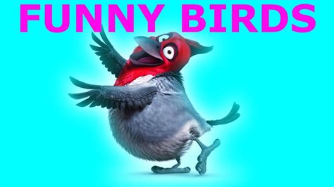 funny birds laugh  people youtube