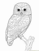 Owl Coloring Pages Girls Cute Printable Getcolorings Print Pa sketch template