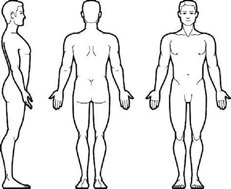images   human body front    human outline template