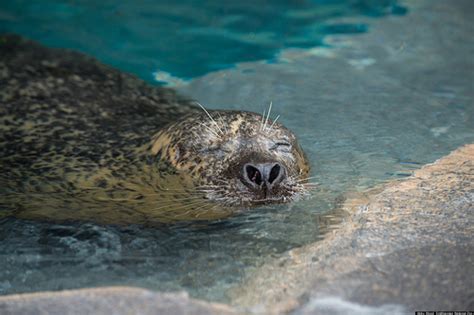 national zoo seals video   cute     sleep    huffpost