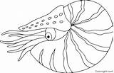Nautilus sketch template