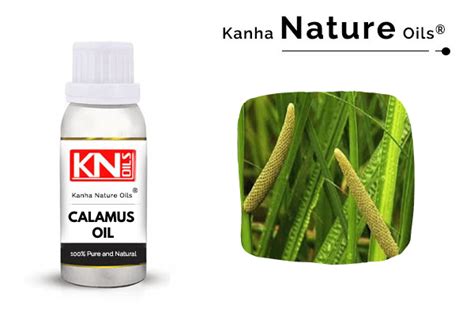Calamus Oil Kanha Nature Oils Manufacturer Of Essential Oils