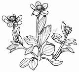 Sagebrush Buttercup Ranunculus Drawing Getdrawings Line Seiler Nancy sketch template