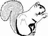 Squirrel Drawing Acorn Clipart Coloring sketch template
