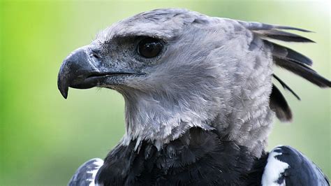 bbc radio  extra james   giant eagle