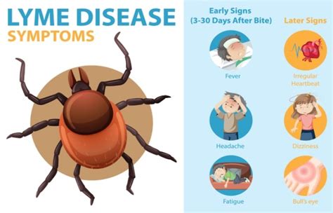 Lyme Disease Causes Symptoms Diagnosis And Treatment